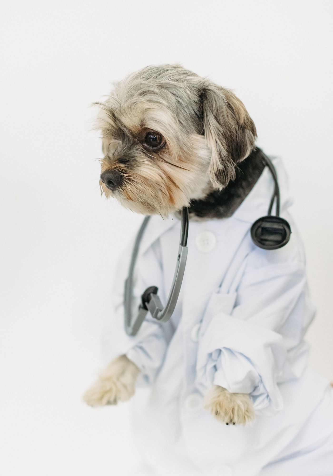 Önlük ve stetoskopla poz veren bir köpek