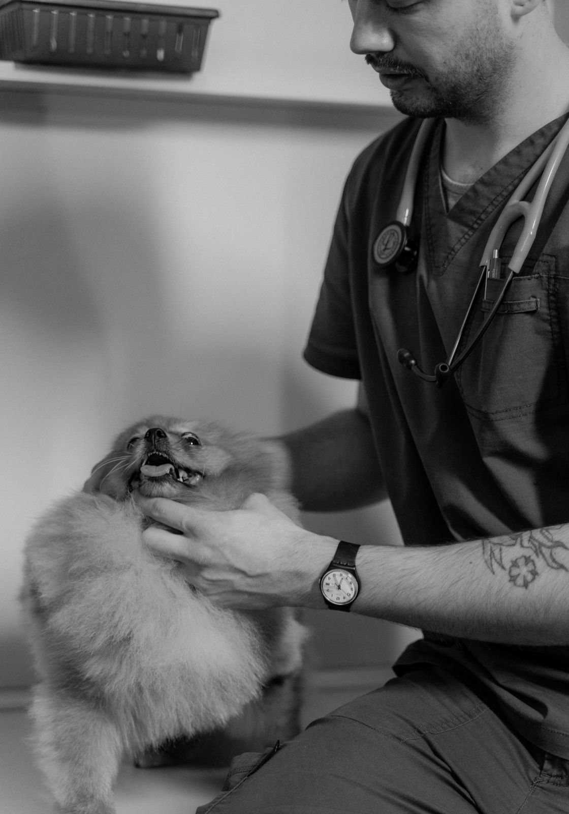 Muayene masasında bir köpek, siyah beyaz