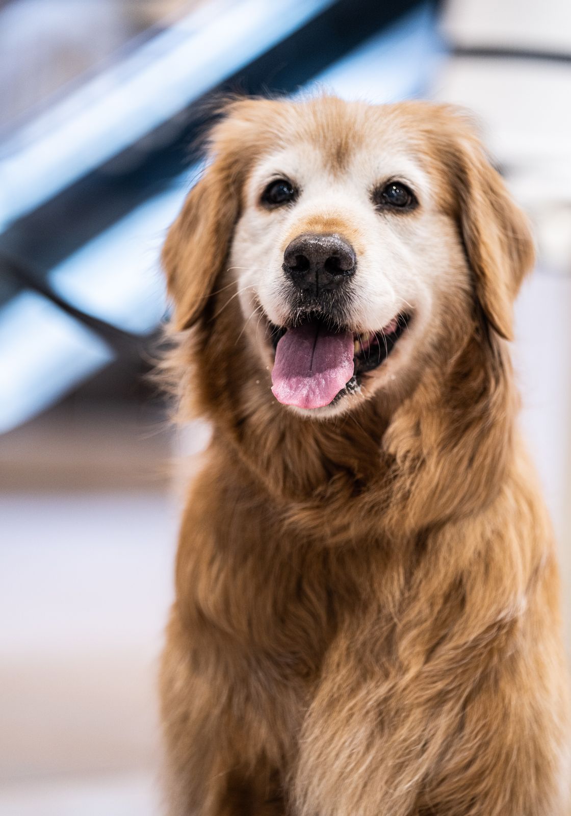 Gülümseyen bir golden retriever