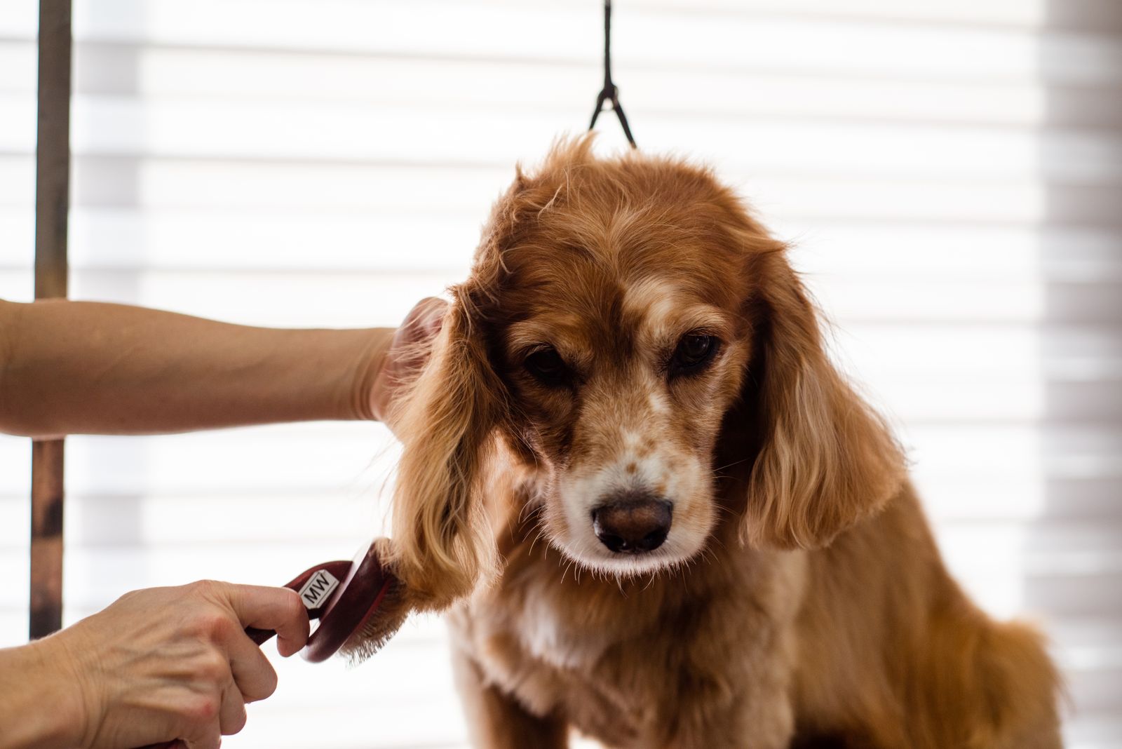 Tüyleri kesilen kahverengi bir köpek