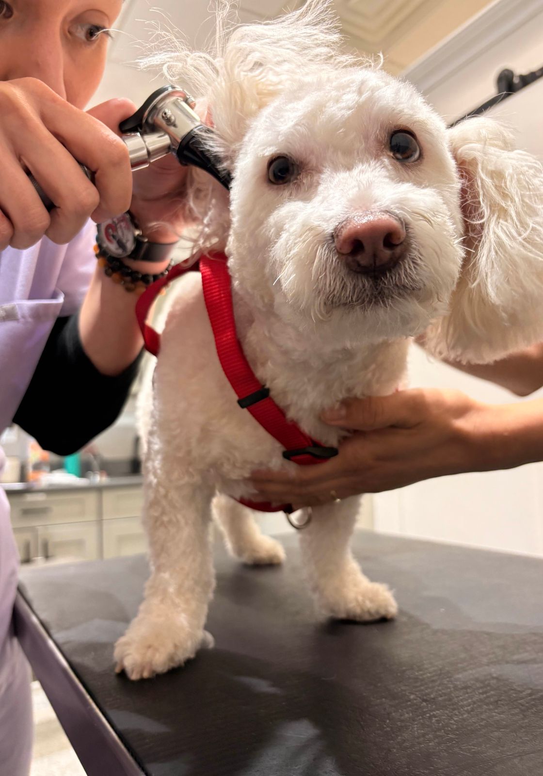 Muayene masasında beyaz bir köpek