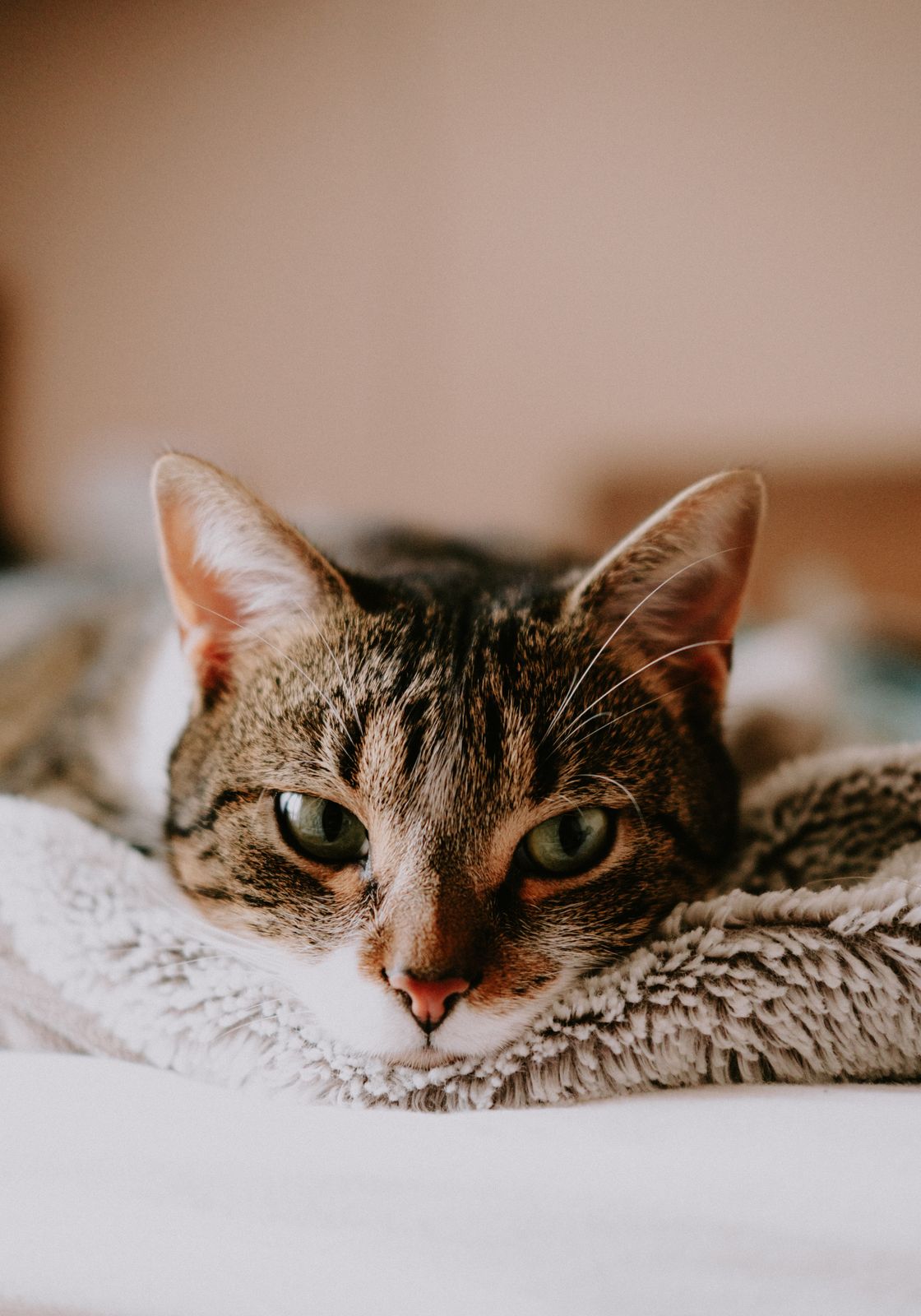 Yumuşak battaniyede uzanan tekir bir kedi