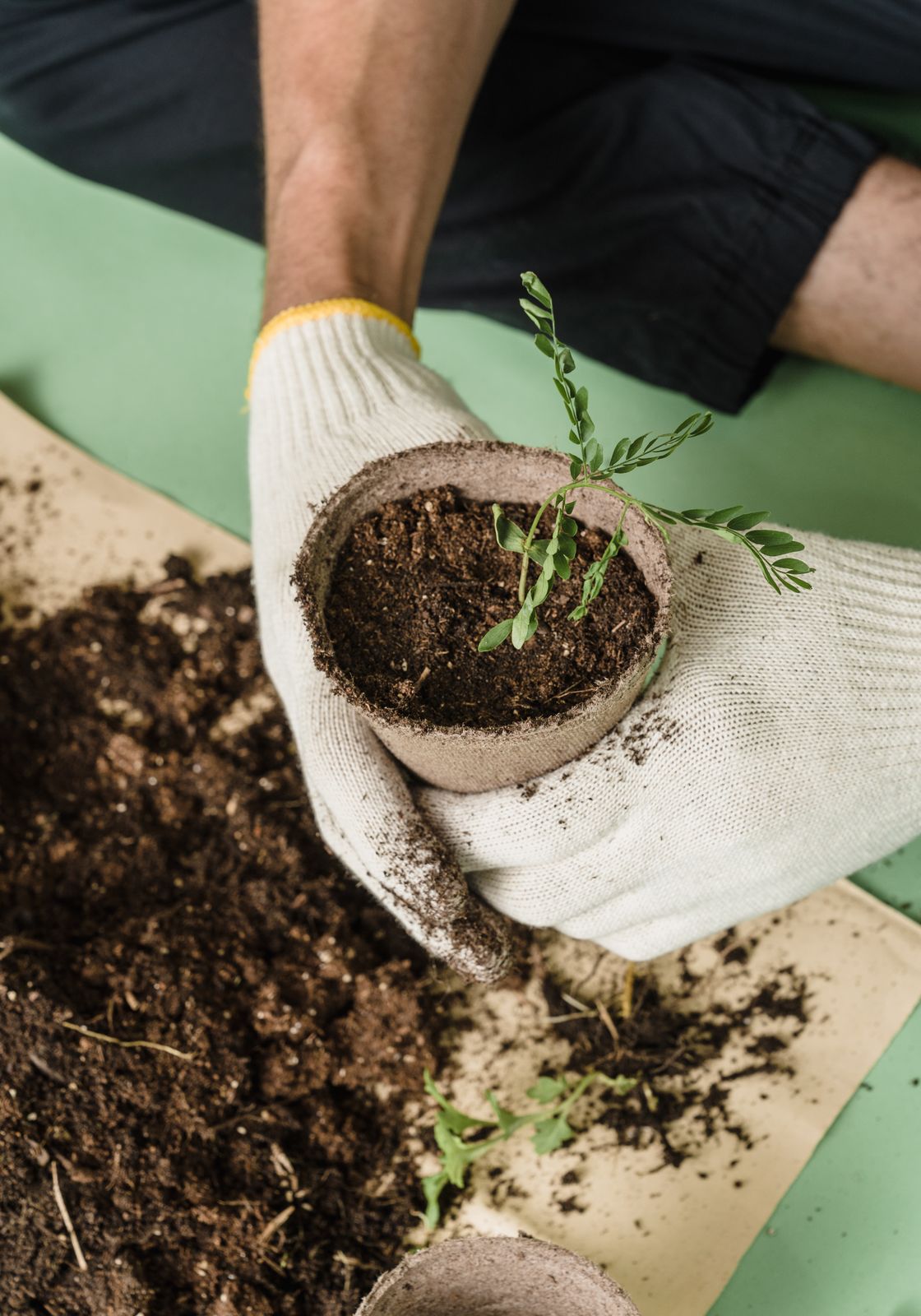 Eldivenli ellerde dikilmeye hazır bir fidan