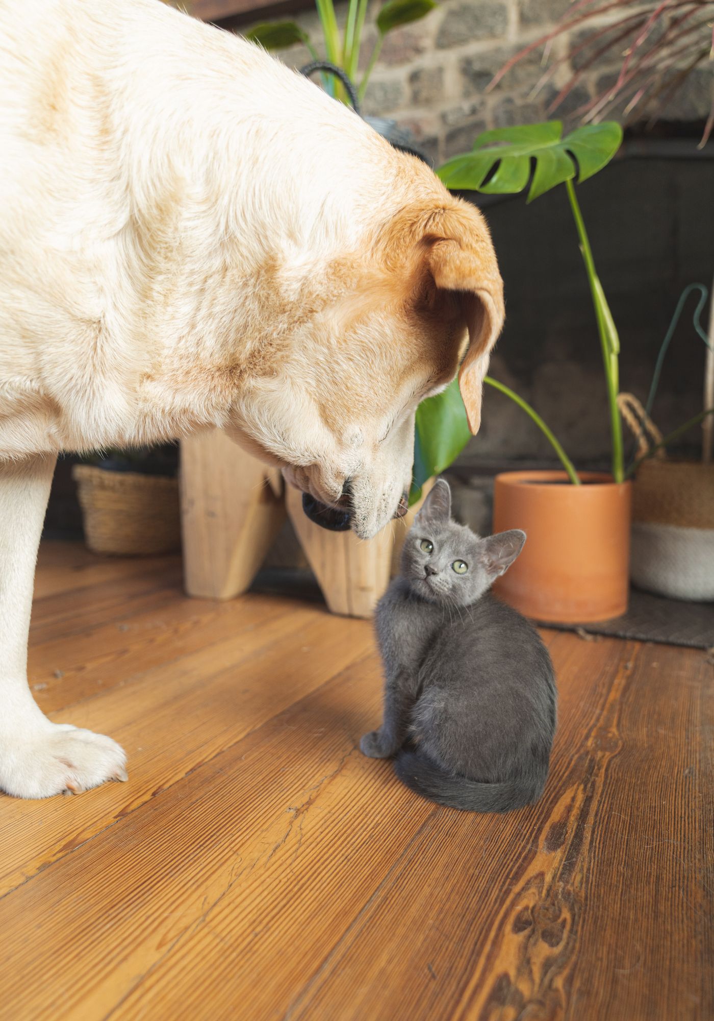 Ahşap zeminde bir köpek ve gri bir kedi