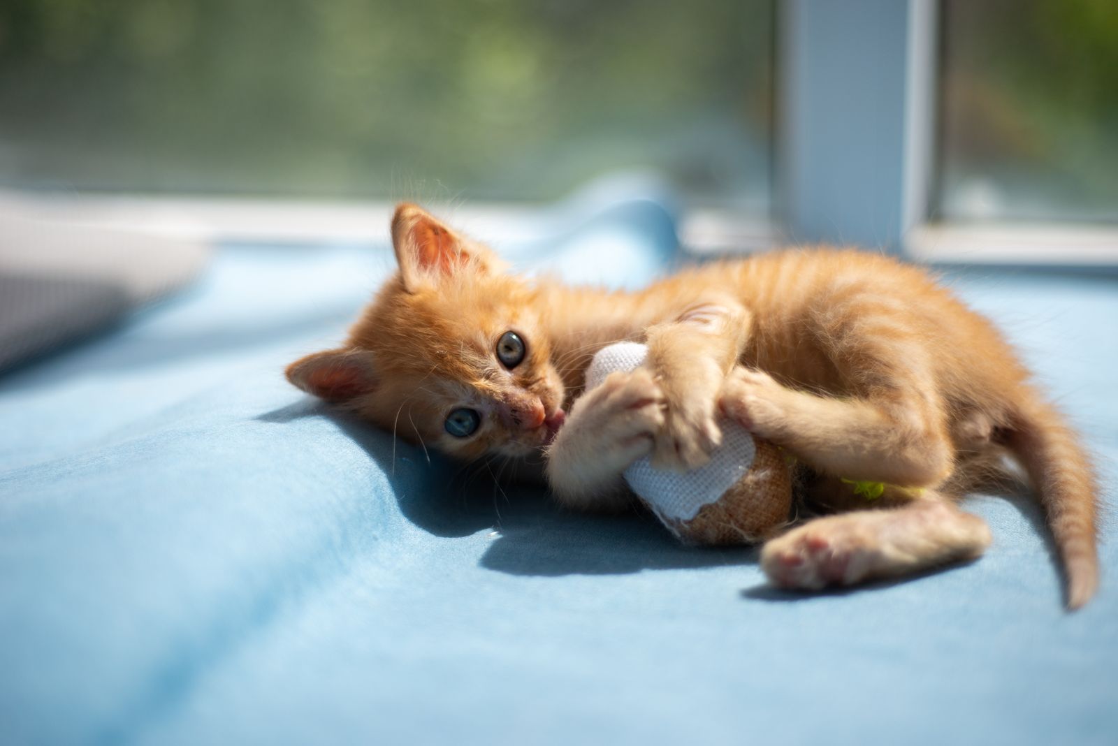 Mavi battaniyede oyuncağıyla oynayan turuncu bir kedi