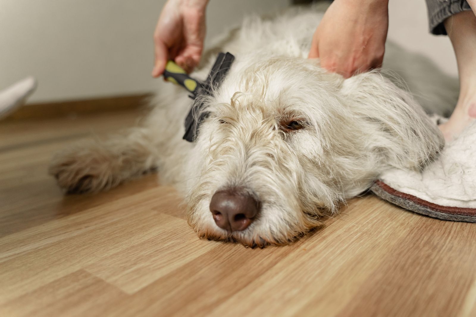 Fırçayla taranan beyaz tüylü bir köpek